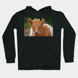 Belted Galloway Hoodie